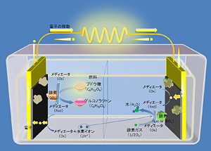 図2. バイオ燃料電池の概要