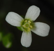 図1. 研究に用いるシロイヌナズナ（Arabidopsis thaliana）の花