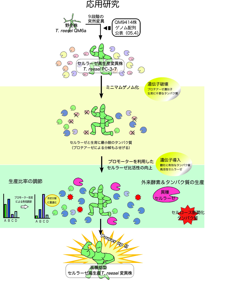 クリアランスお得セール これなら末期ガンにも勝てる! : 常識をはるか