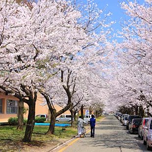 Cherry blossom (Spring)