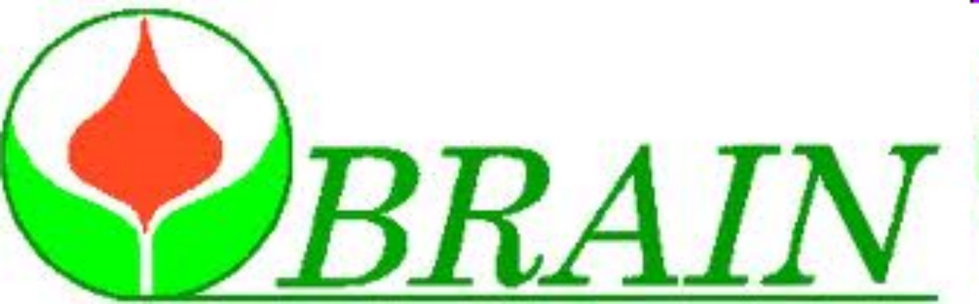 Brain