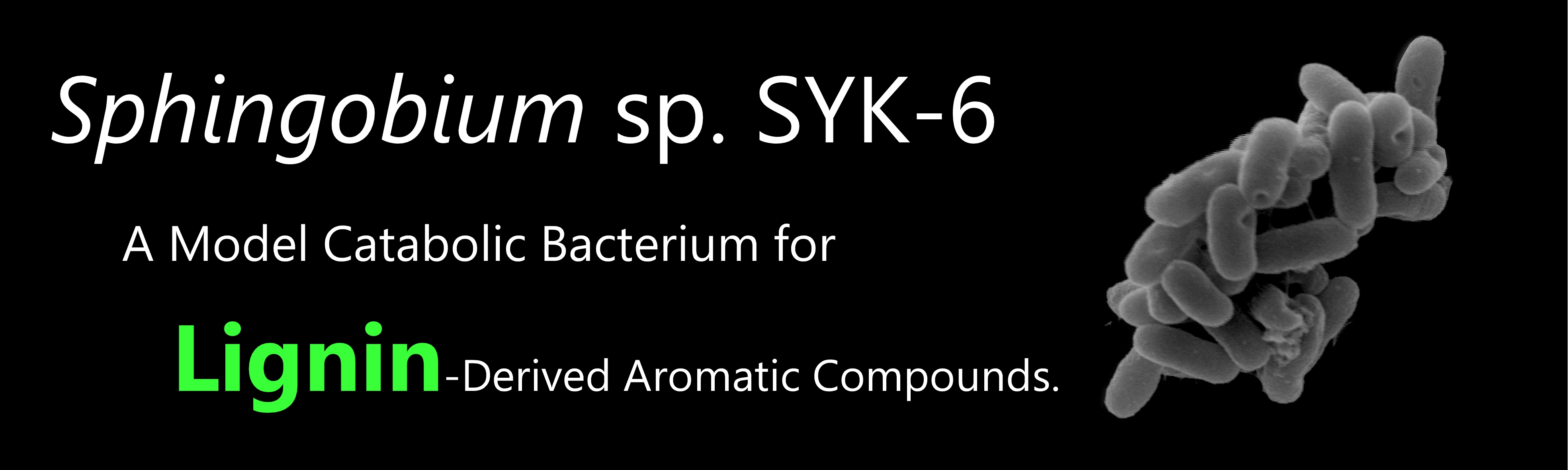 Sphingobium sp. SYK-6