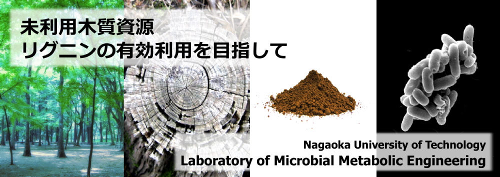 未利用木質資源リグニンの有効利用-Laboratory of Microbial Metabolic Engineering-