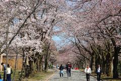 満開の桜並木